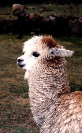 alpaca